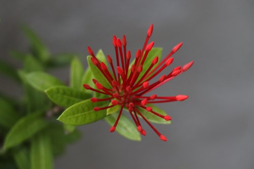 flower  red  flowers