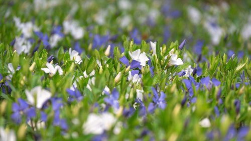 flower  flowers  spring flowers