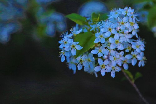 flower  nature  spring