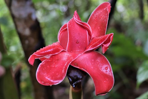flower  red  exotic