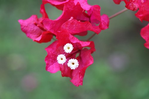 flower  red  nature