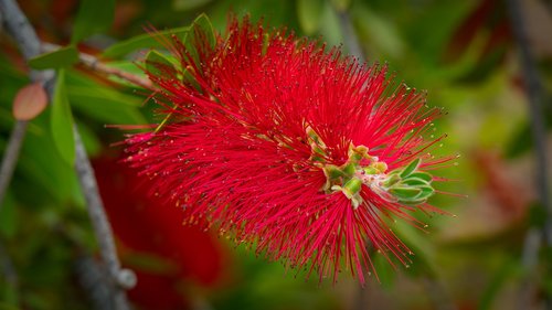 flower  red  garden