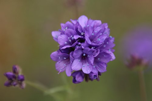 flower  violet  sky blue