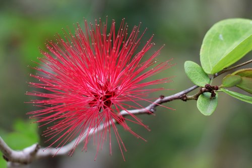 flower  red  exotic