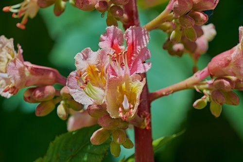 flower  branch  tree