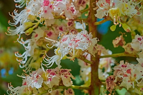 flower  branch  tree