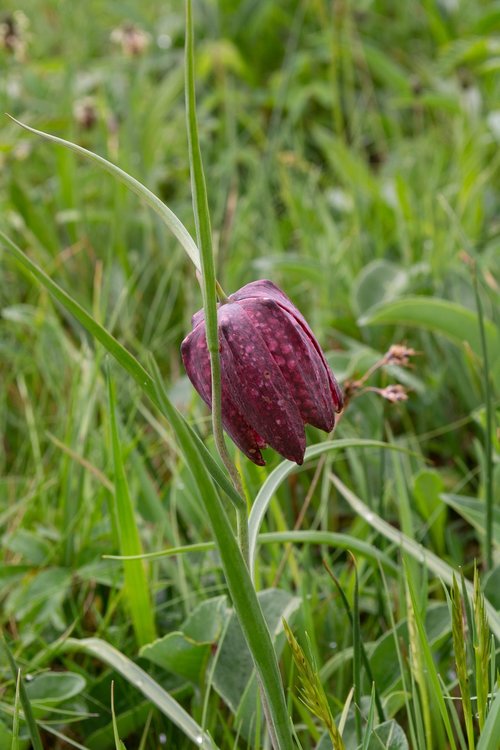 flower  grass  violet