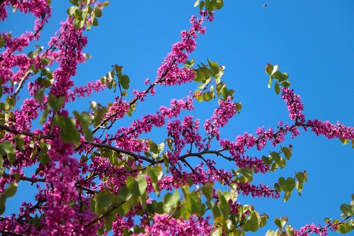 flower  judas tree  nature