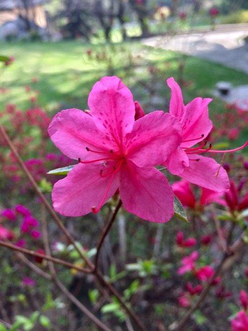 flower  nature  pink