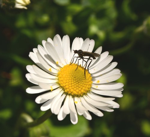 flower  insect  margaret