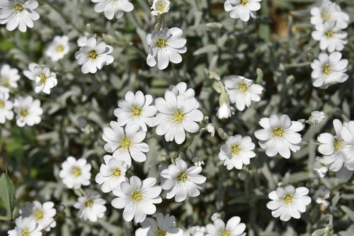 flower  white flower  flower petals white