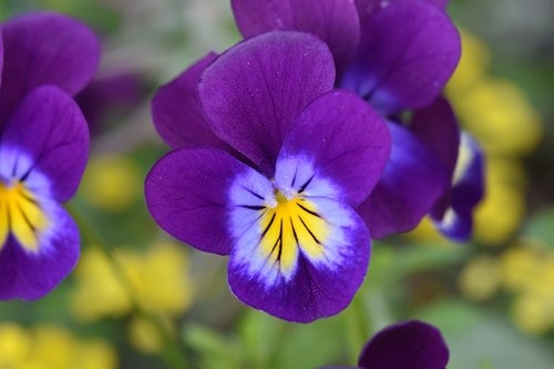 flower  purple flower  violets