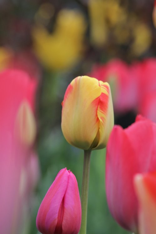 flower  garden  nature