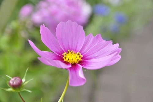 flower  violet  plant