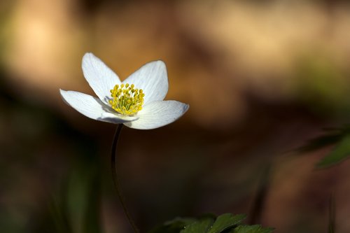 flower  nature  forest