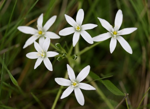 flower  ceapa ciorii  white