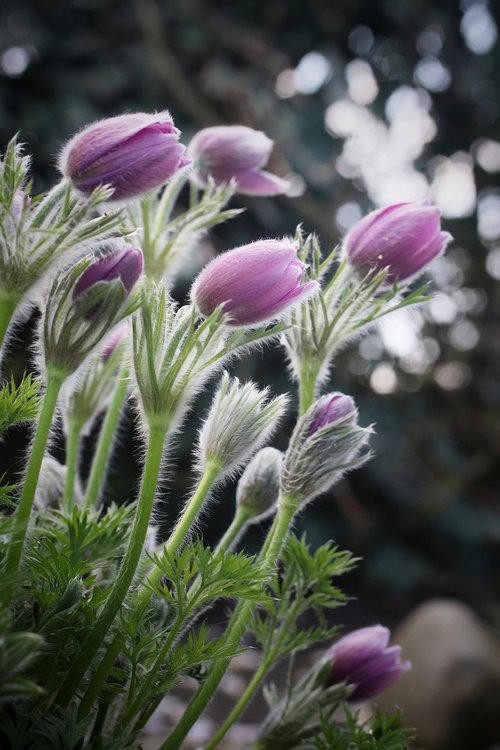 flower  spring  plant