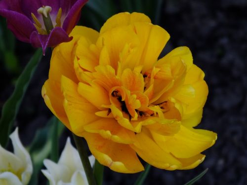 flower yellow closeup