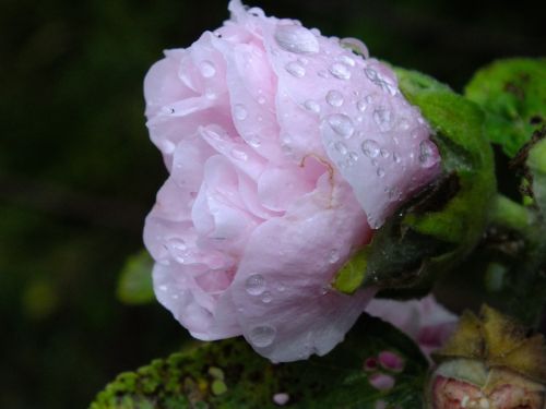 flower petal rosa