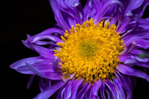 flower  nature  macro