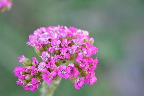 flower  pink  spring