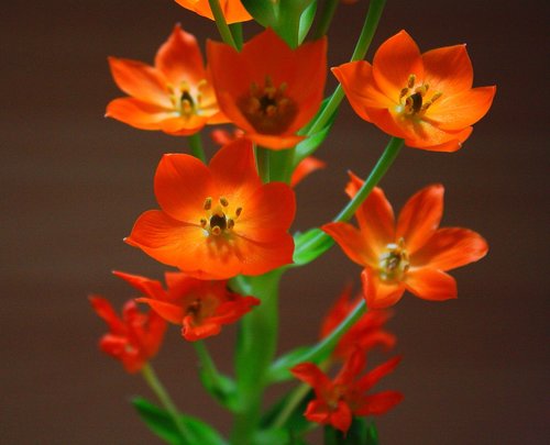 flower  plant  blossom