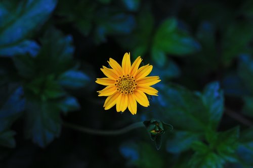 flower  yellow  sunflower