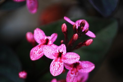 flower  purple  fuchsia