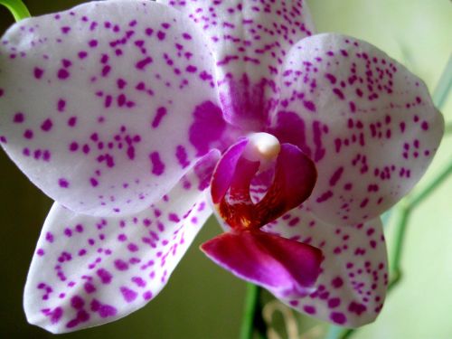 flower orchid closeup