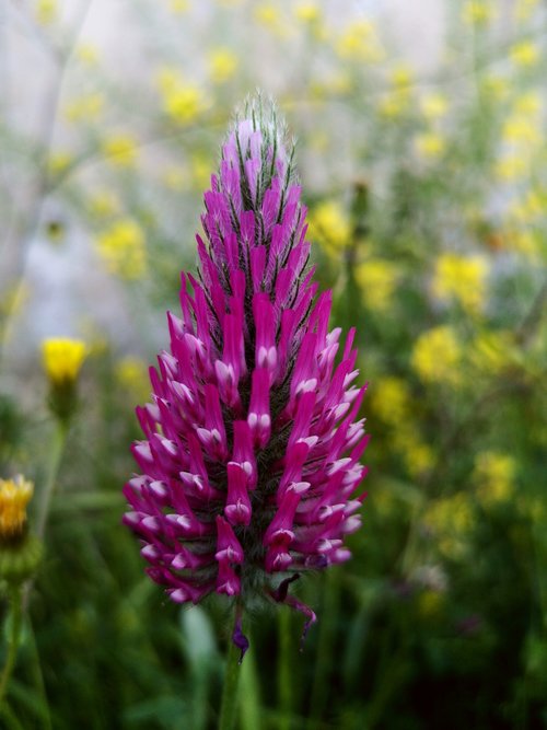 flower  nature  plants