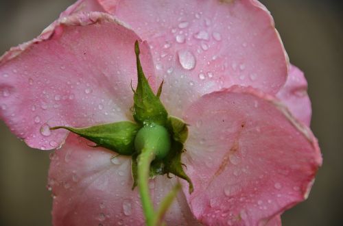 flower plant nature