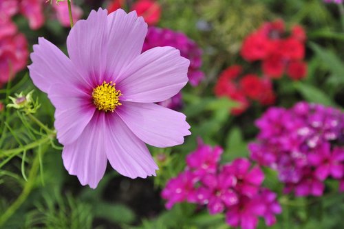 flower  plant  garden