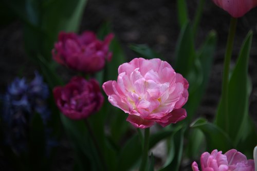 flower  tulip  peony