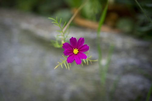 flower  spring  nature