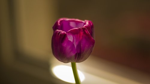 flower  tulip  flowers