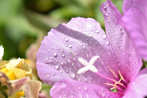 flower  pink  drops