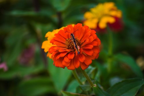 flower  butterfly  blossom