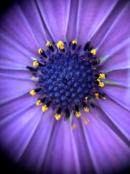 flower  purple  nature