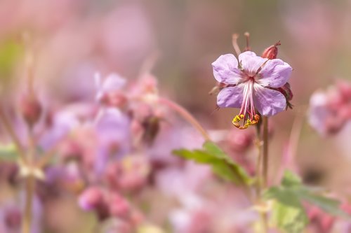 flower  nature  pink