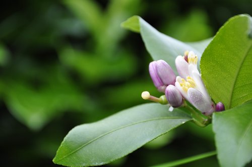 flower  plant  blossom