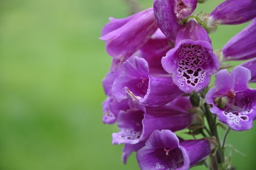 flower  plant  blossom