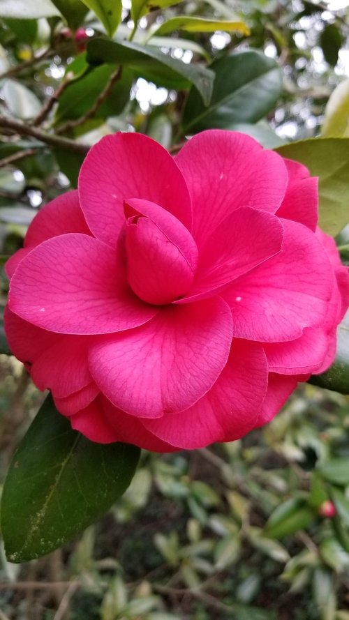 flower  pink  bloom