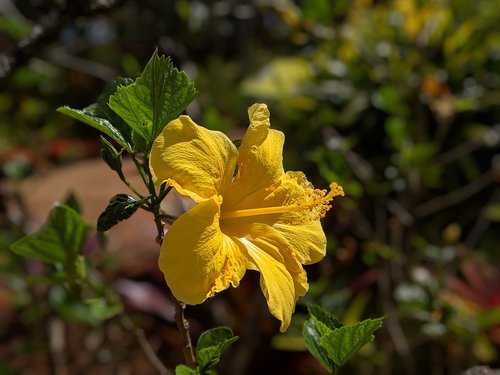 flower  hibiscus  hawaii