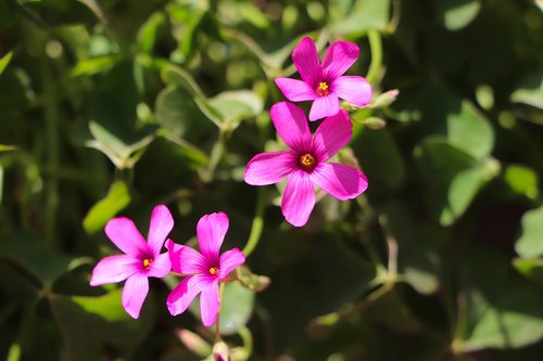 flower  pink  beautiful