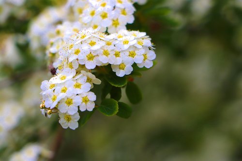 flower  beautiful  plant