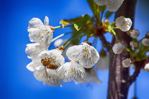 flower  bee  insect