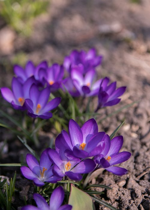 flower  plant  blue