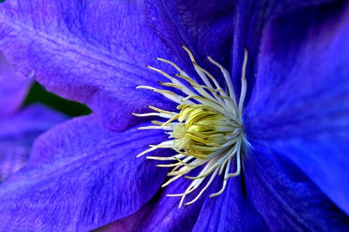 flower  blue  nature