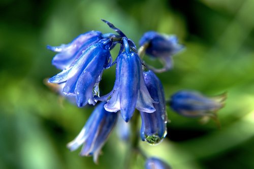 flower  nature  blue