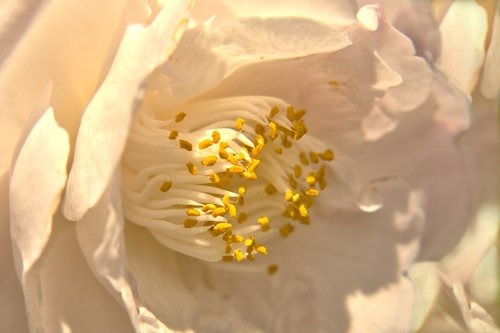 flower  nature  blossom